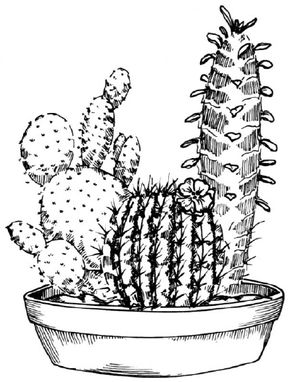 Image result for potted cactus drawing