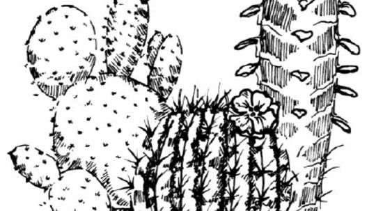 How to Draw a Cactus in 7 Steps