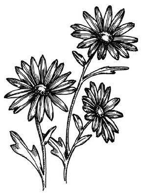 Sketch how to draw a daisy