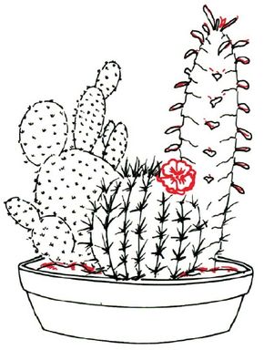 How To Draw A Cactus Howstuffworks