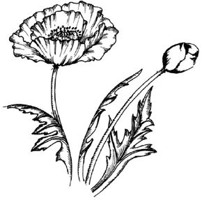 how to draw a poppy flower step by step