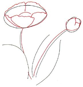 how to draw a poppy flower step by step