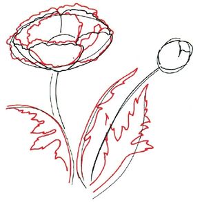 how to draw a poppy flower step by step