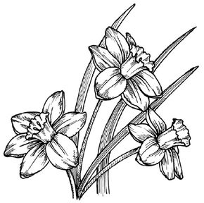 daffodil outline