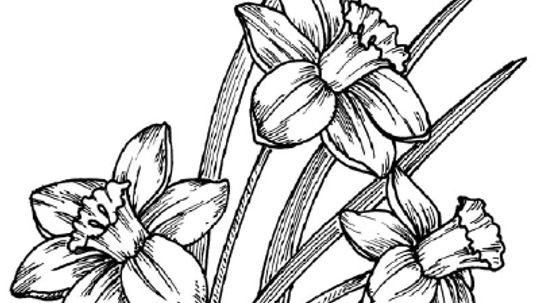 How to Draw a Daffodil in 5 Steps