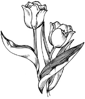 tulip drawing outline