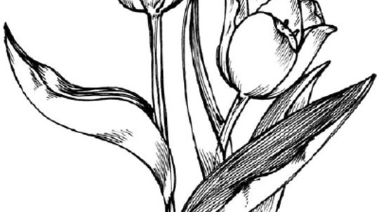 How to Draw a Tulip in 3 Steps