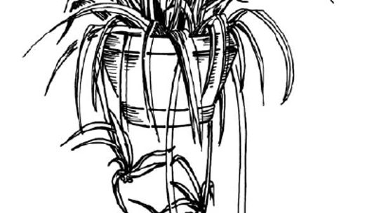 How to Draw a Spider Plant in 5 Steps