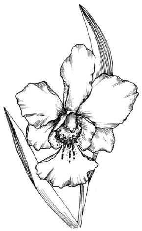 orchid drawing