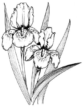 Flower Image Gallery Learn how to draw an iris in a few easy steps. See more pictures of flowers.
