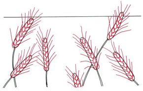 How to Draw Wheat Fields in 4 Steps | HowStuffWorks