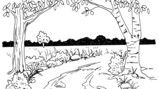 How to Draw a Rural Lane in 5 Steps