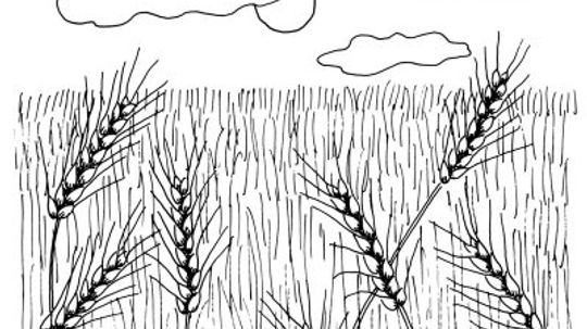 How to Draw Wheat Fields in 4 Steps