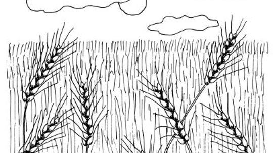 wheat stalk drawing