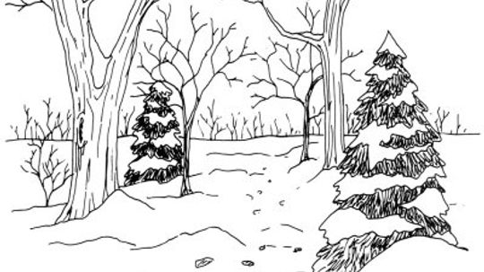 How to Draw a Woodland Trail in 5 Steps