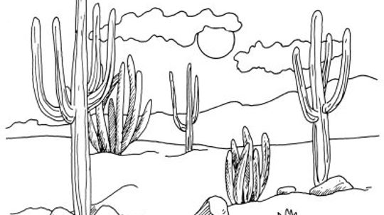 How to Draw Desert Cacti in 4 Steps
