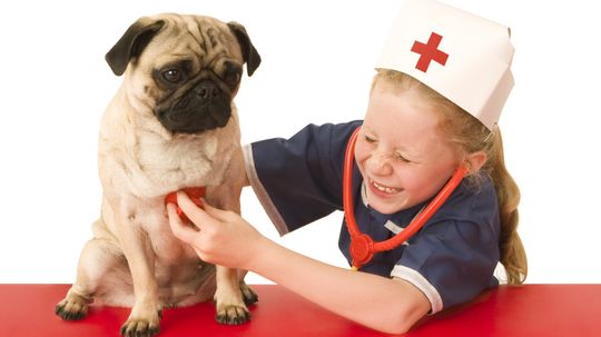 How to Give First Aid to Your Dog