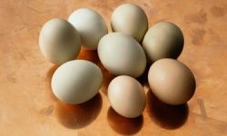 eggs