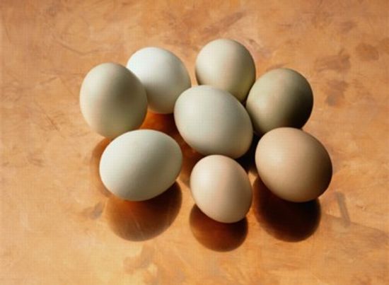 Egg Facts