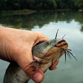 Fishing Image Gallery A brown bullhead catfish caught in the Anacostia River in Washington DC. See more pictures of fishing.
