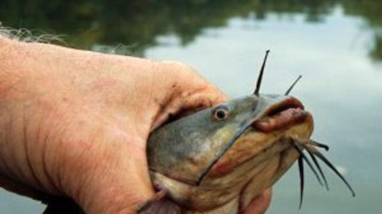 How to Hold a Catfish