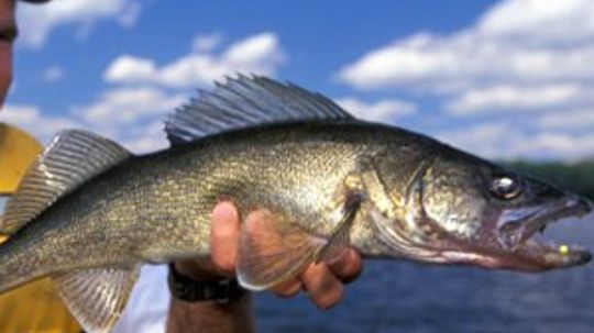 How to Hold a Walleye