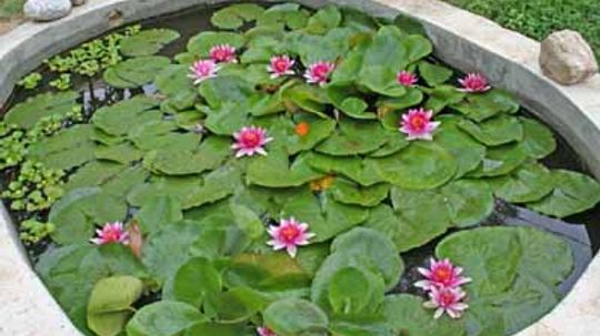 How to Install a Water Garden Pond