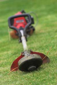 A red and black weed trimmer lays in the grass.&nbsp;