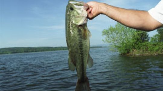 How Top Water Bass Fishing Works