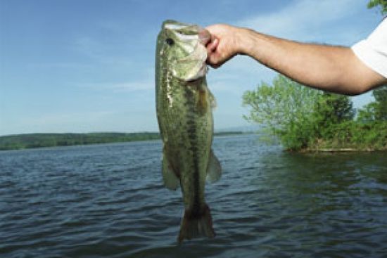 How Top Water Bass Fishing Works