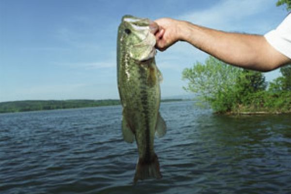 Fishing in nature's tranquil waters.