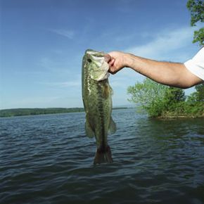 Bass have strong, wide mouths that can be used to safely hold the fish.