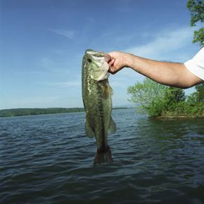 how to remove a hook without touching the fish with Landers Hook