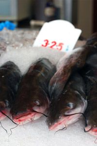 Fresh catfish on ice for sale at a fish market