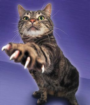 Cat Aggression: Fighting, Biting, and Attacking