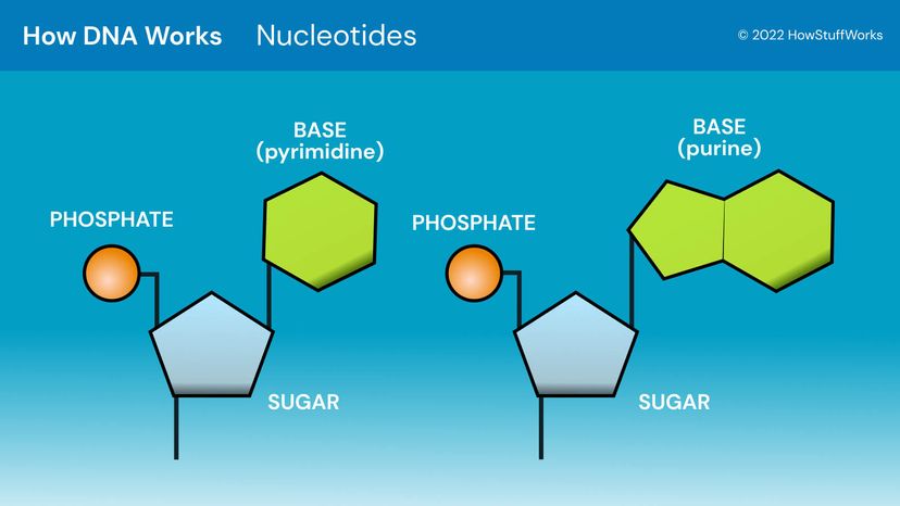 dna molecule nucleotide