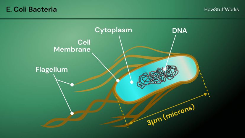 E. coli bacterium