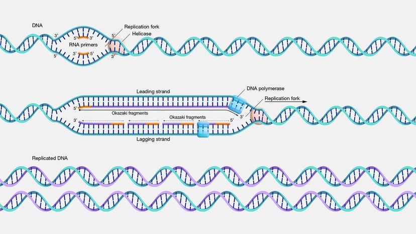 dna-replication-takes-place-in-the-during-cell-cycle-dna