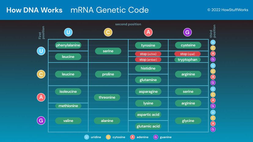 mRNA codons