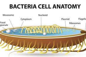 Bacteria lack the nucleus that cells in humans, animals and plants have, which means they're prokaryotic cells.