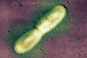 An E. coli bacterium is captured in the early stages of binary fission, or splitting into two identical cells.