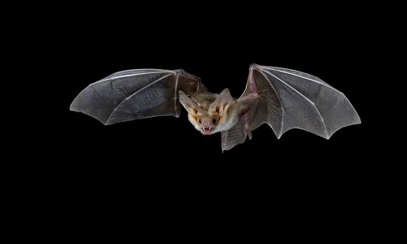 The Ultimate How Bats Work Quiz
