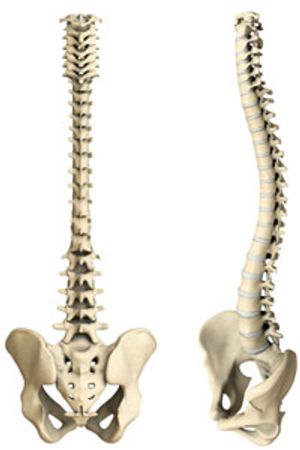 spine