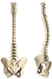 The human spine is shown here in rear and side views.