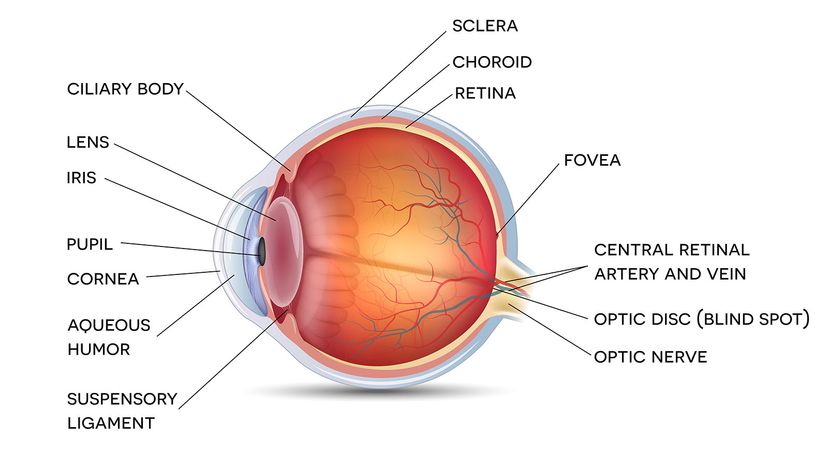 anatomy of healthy human eye