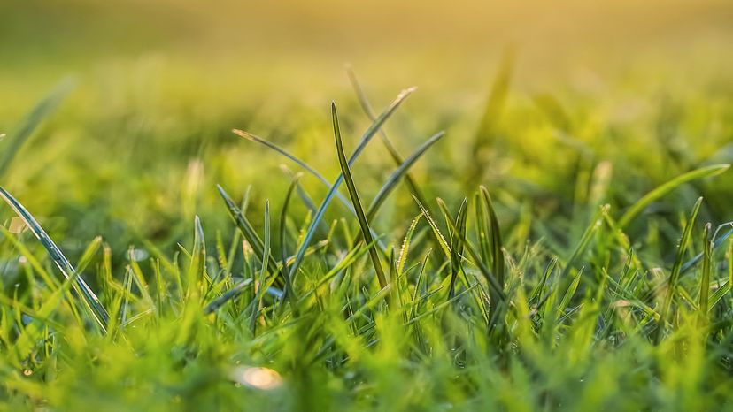 How Grass Works | HowStuffWorks