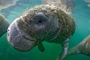 Would you mistake this humble West Indian manatee for a mermaid?