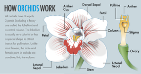 orchid illustrations
