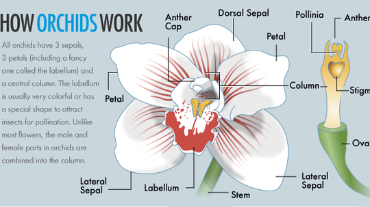 How Orchids Work