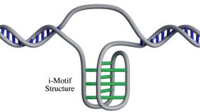 i-motif、细胞”border=